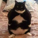 fatcat